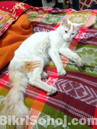 পারসিয়ান ক্যাট